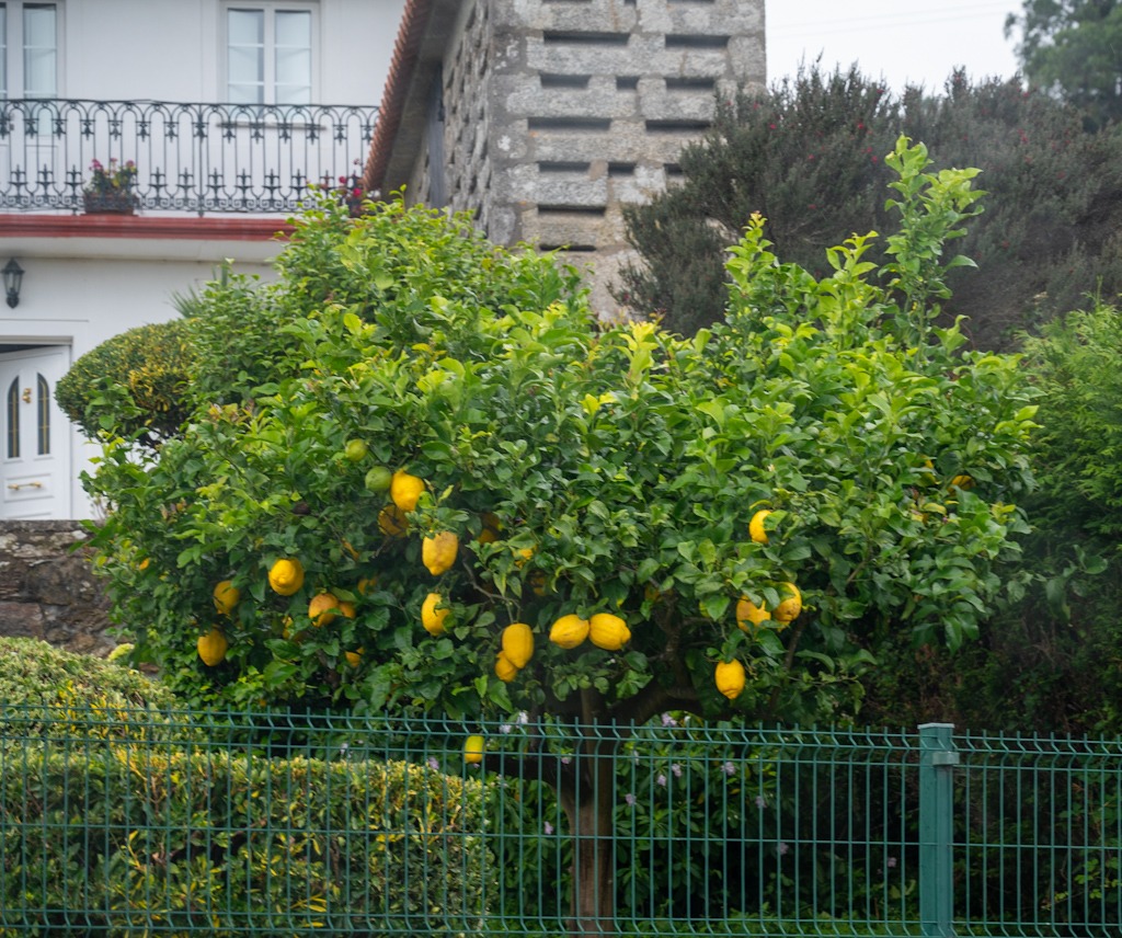 Zitronen hinter Gittern