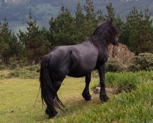 Pferde an der Estrada do Limo á Vacariza
