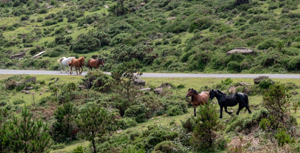 Pferde an der Estrada do Limo á Vacariza - Serra de Capelada