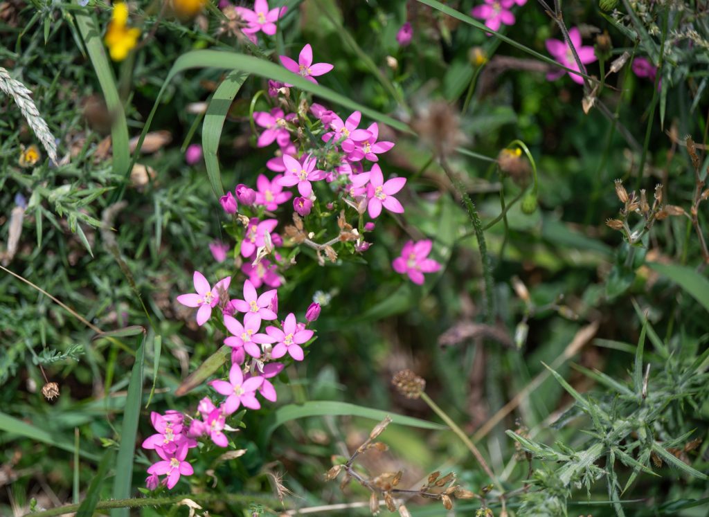 Tausendgüldenkraut - Miradoiro Punta Candieira - Serra de Capelada