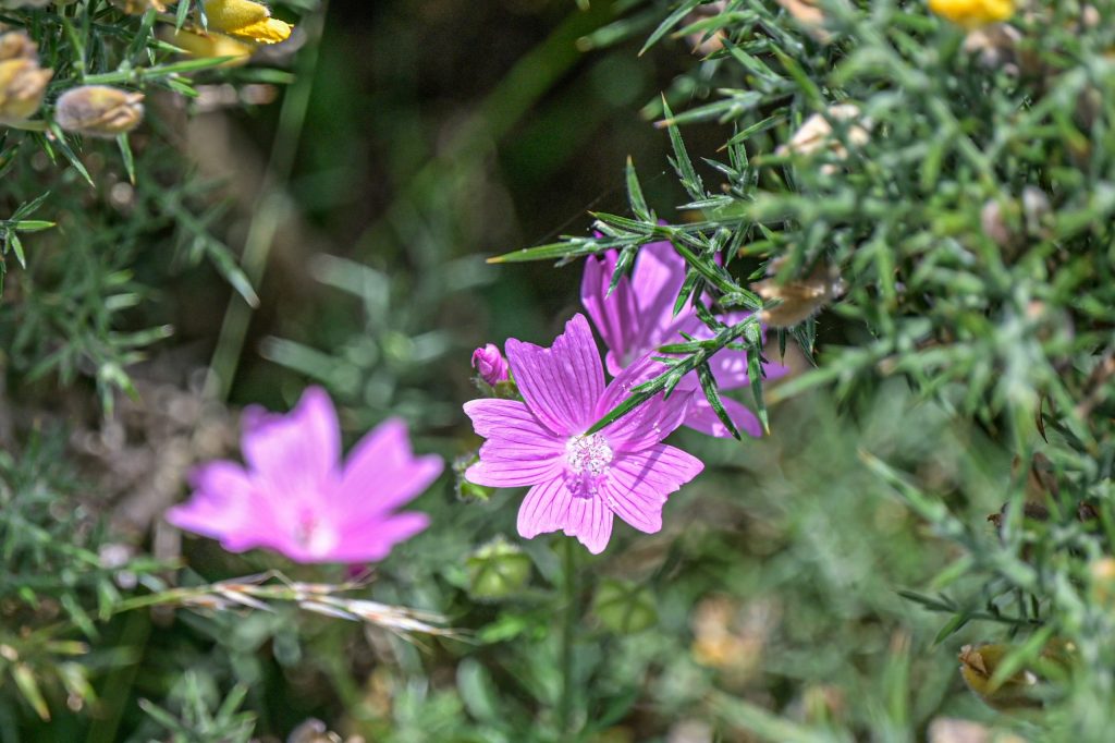 Wilde Malve- Miradoiro Punta Candieira - Serra de Capelada