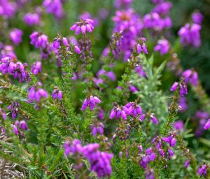 Glockenheide - Miradoiro Punta Candieira - Serra de Capelada