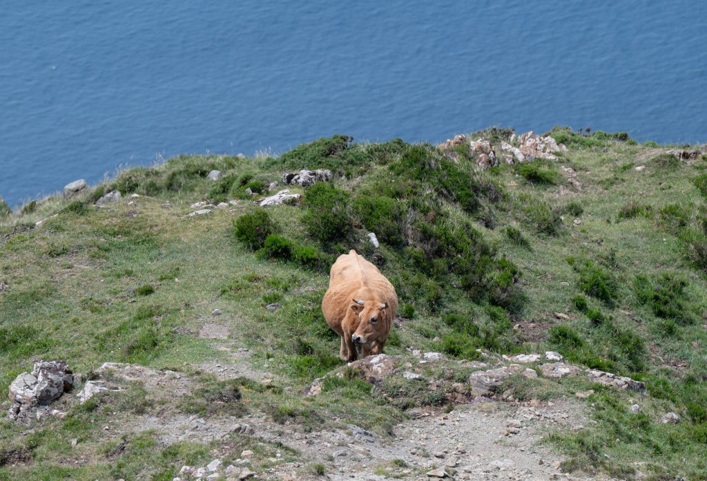 Scheues Milchvieh - Vixia de Herbeira - Serra de Capelada