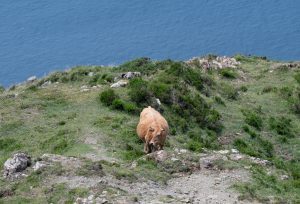 Scheues Milchvieh - Vixia de Herbeira - Serra de Capelada