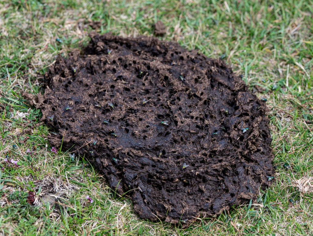 Milchvieh II - Vixia de Herbeira - Serra de Capelada