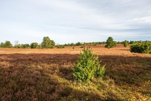 in der Heide